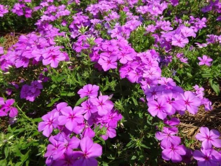 Phlox 'Gisele Light Violet' (Selecta)