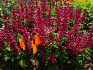 Salvia 'Grandstand Red Pink Lipstick' (Green Fuse Botanicals)