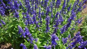 Danziger, Syngenta Flowers Partner on New Perennials Marketing Initiative