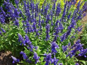 Salvia 'Sallyfun Deep Ocean' (Danziger)