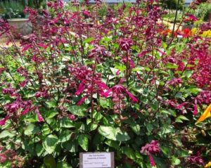 Salvia 'Skyscraper Dark Purple (Selecta)