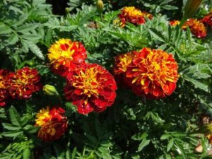 Tagetes 'Super Hero Spry (AAS 2018 National Winner)