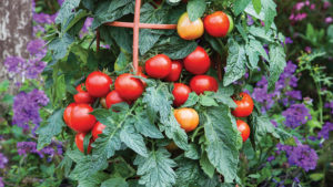 New Garden-To-Table Vegetables for 2018