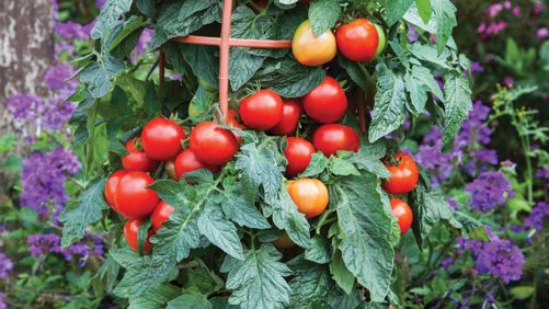 New Garden-To-Table Vegetables for 2018