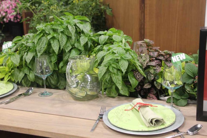 ‘Amazel’ Basil (Proven Winners)