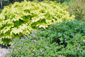Aralia cordata 'Sun King'