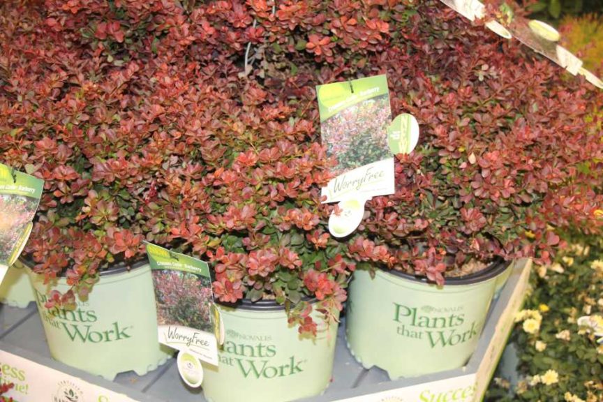 New Sterile Barberries (Willoway Nurseries/SynRG)