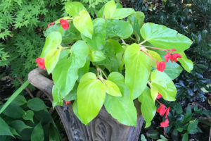 Begonia 'Canary Wings'