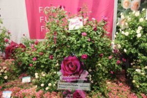 Brindabella Shrub Roses – Smell Me! (Suntory Flowers/SunFire Nurseries)