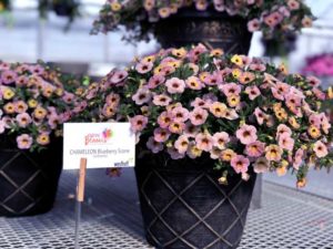 Calibrachoa 'Chameleon Blueberry Scone'