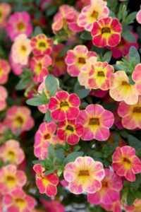 Calibrachoa 'Chameleon Sunshine Berry'