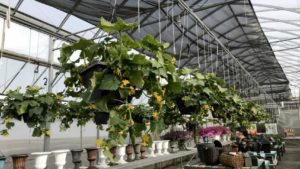 Your Input Is Needed on Greenhouse Cucumber Production