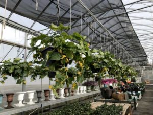 Cucumber 'Petipikel'