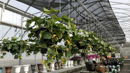 Your Input Is Needed on Greenhouse Cucumber Production