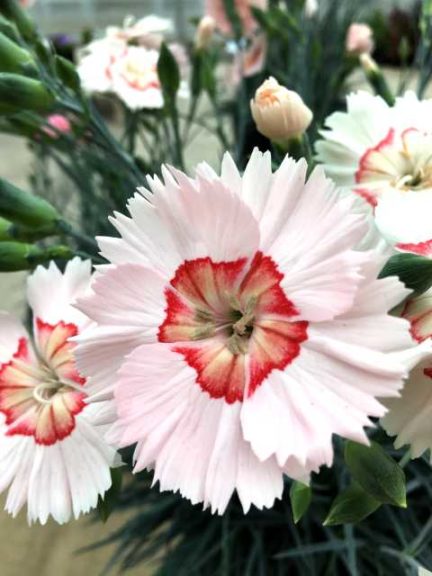 Dianthus 'American Pie Georgia Peach'