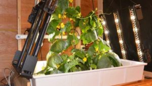 What’s so Special About Controlled Environment Agriculture Cucumbers and Corn?