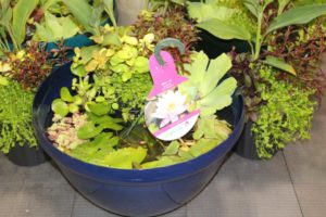 Floating Aquatic Plant System (Netherland Bulb Company)