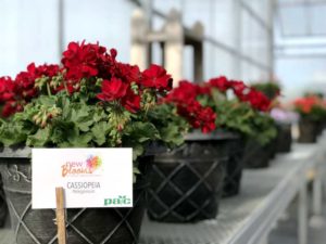 Geranium 'Cassiopeia'