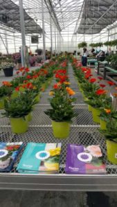 Gerbera Garvina Series