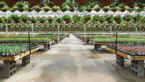 Greenhouse Growers Have New Insurance Option