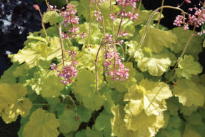 Heuchera 'Pretty Pistachio'