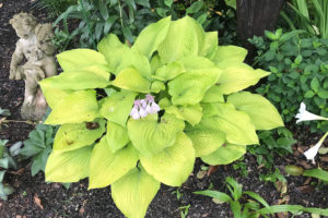 Hosta 'Coast to Coast'