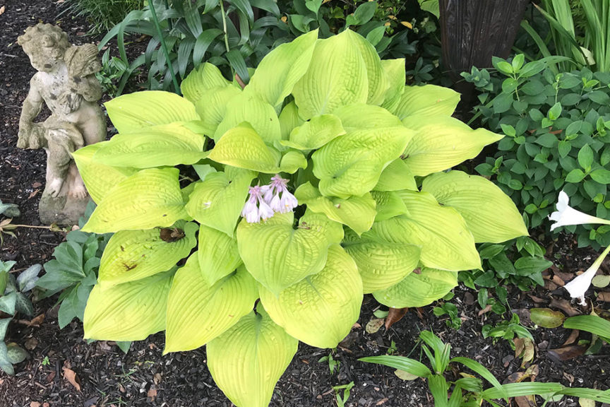 Hosta 'Coast to Coast'