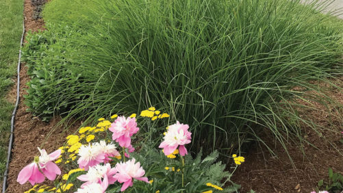 Why MPS Sustainability Certification Is  Worth the Work for Perennial Growers