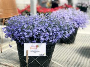 Lobelia 'Hot Waterblue'