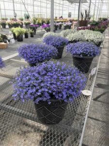 Lobelia 'Hot Waterblue' and 'Snow White'