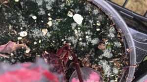 Monitor for Molds on Growing Media