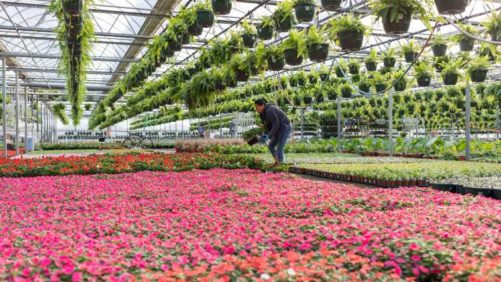 Multiflora Greenhouses Is Reimagining a Greenhouse  Business