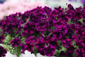 Petunia 'Crazytunia Cosmic Purple'