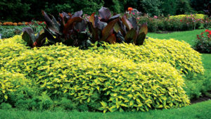 Salvia elegans 'Golden Delicious'