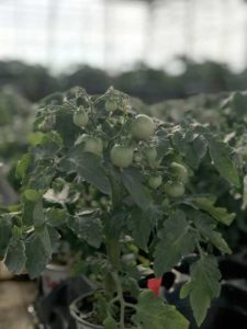 Tomato 'Sweet nNeat'