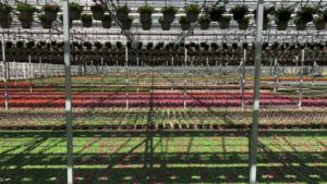 Why Biostimulants Could Soon Be Labeled as Pesticides