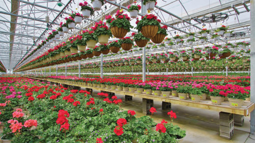 How to Manage Water Load in Your Hanging Flower Baskets