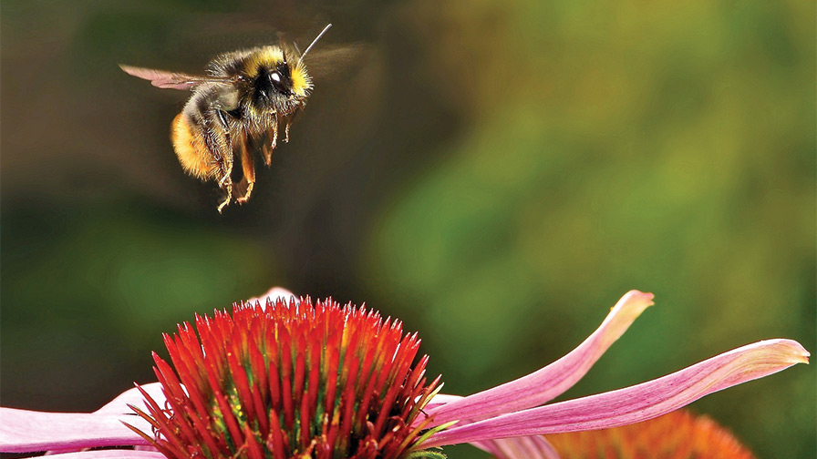 Armitage bee Bee Armitage
