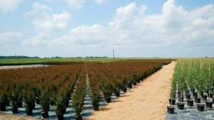 TreeTown USA Event Will Highlight its New Plant Introductions