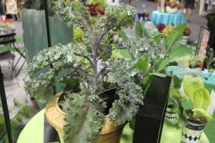 New Edible Kale Introductions (Hort Couture)