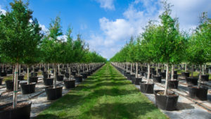 Tree Town USA CEO Jonathan Saperstein Discusses Midas Nursery Solutions Acquisition