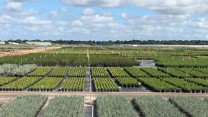 Everde Growers Files for Chapter 11 Bankruptcy