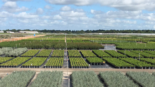 Everde Growers Files for Chapter 11 Bankruptcy