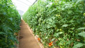 Challenge Is on to Grow Better-Tasting Tomatoes