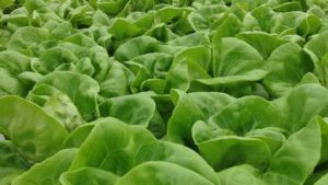 Project Greenlight for New Greenhouse Lettuce Study