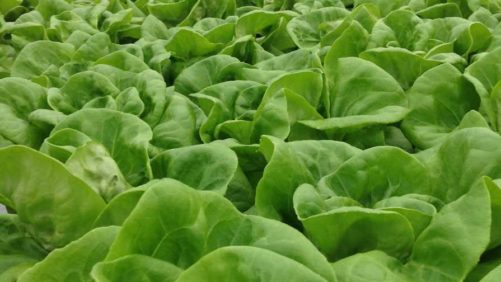 How Indoor Lettuce Growers Turned the Romaine Recall Into an Educational Opportunity