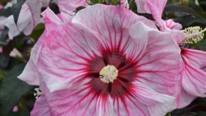 Presenting the Best in Show Varieties from Farwest 2018