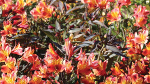 Spring Crops Recap 2018: Spring Season Redeemed After Rough Start