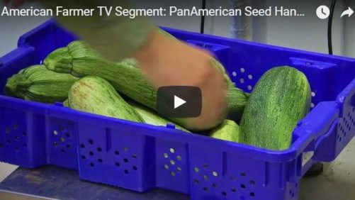 “American Farmer” TV Series Will Shine Light on PanAmerican Seed