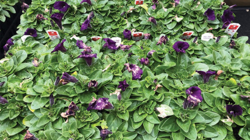How to Prevent Petunia Flower Meltdown From Botrytis